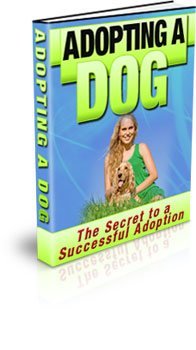 Guide To Adopting a Dog