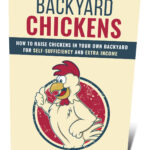 Backyard Chickens